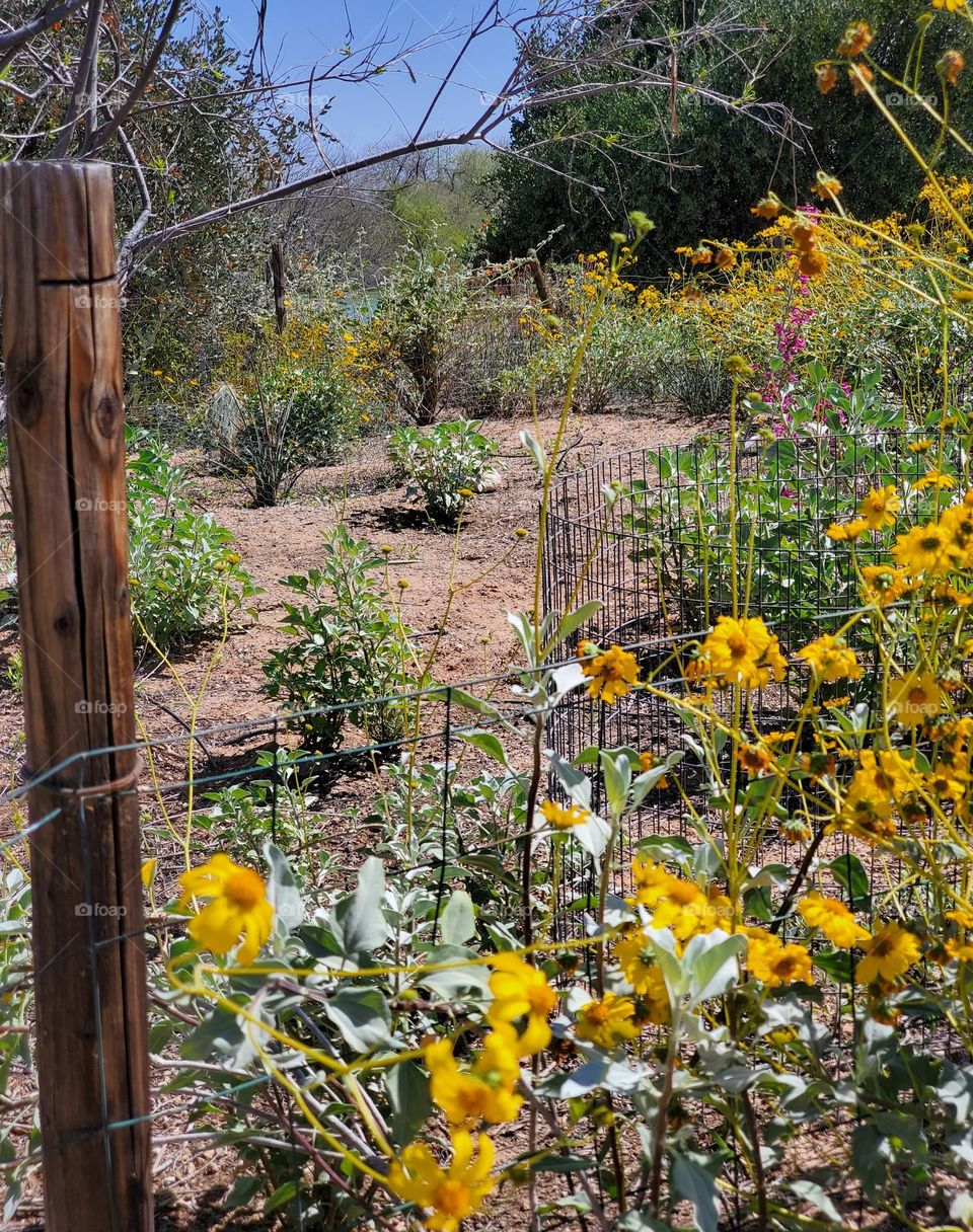 Spring Flowers Along the Fence