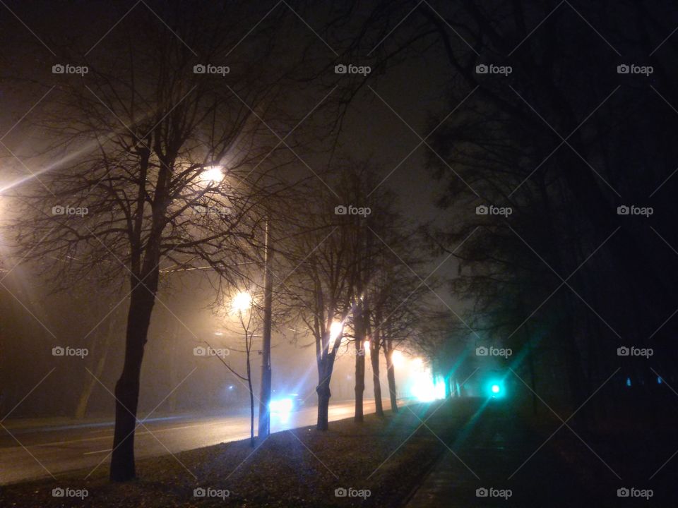 night city park view beautiful light and dark winter weather fog