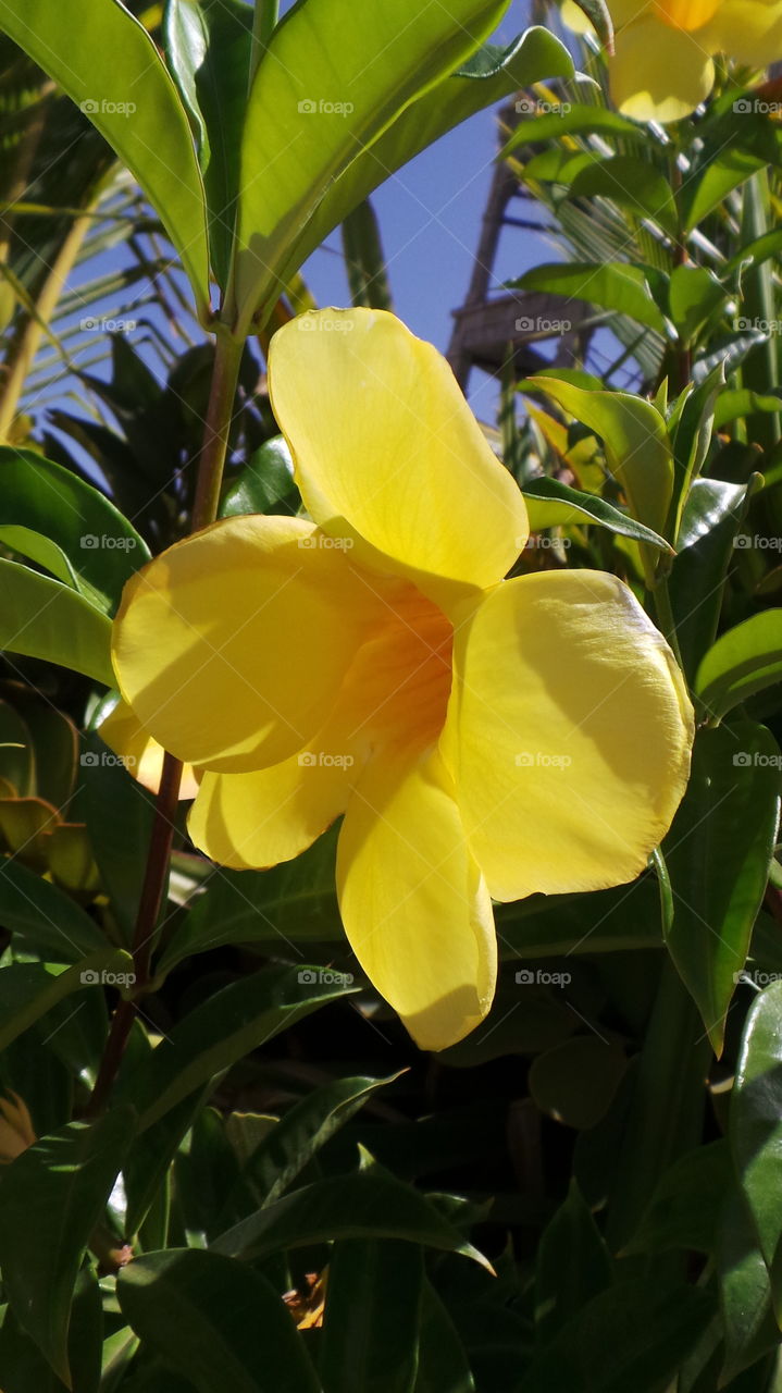 yellow flower .Puerto de morgan,  gran canaria