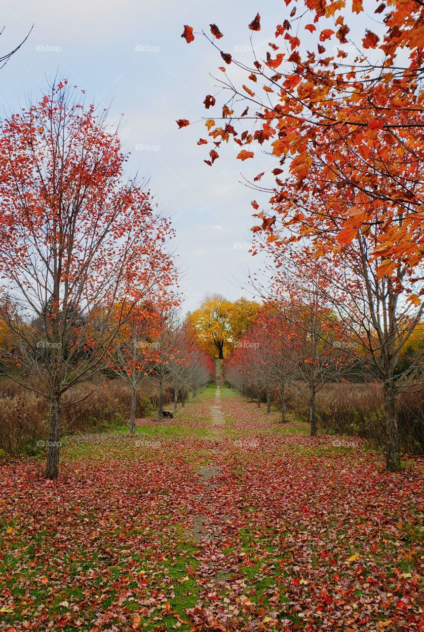 fall trees in a park