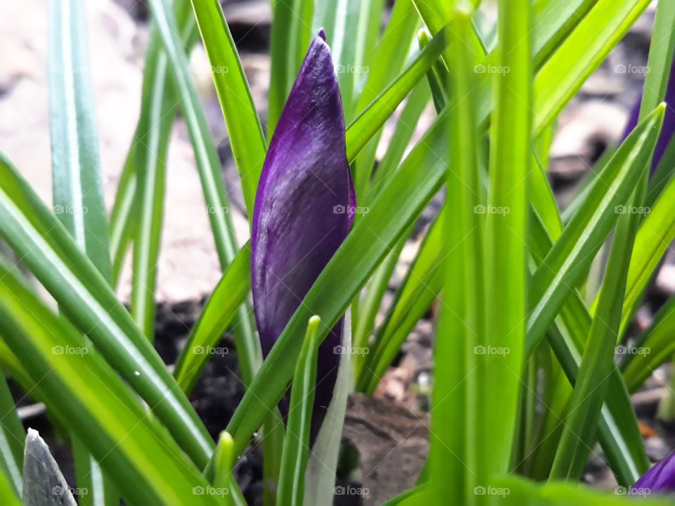 Spring is caming. Flower in garden. Zielona Góra, Poland.