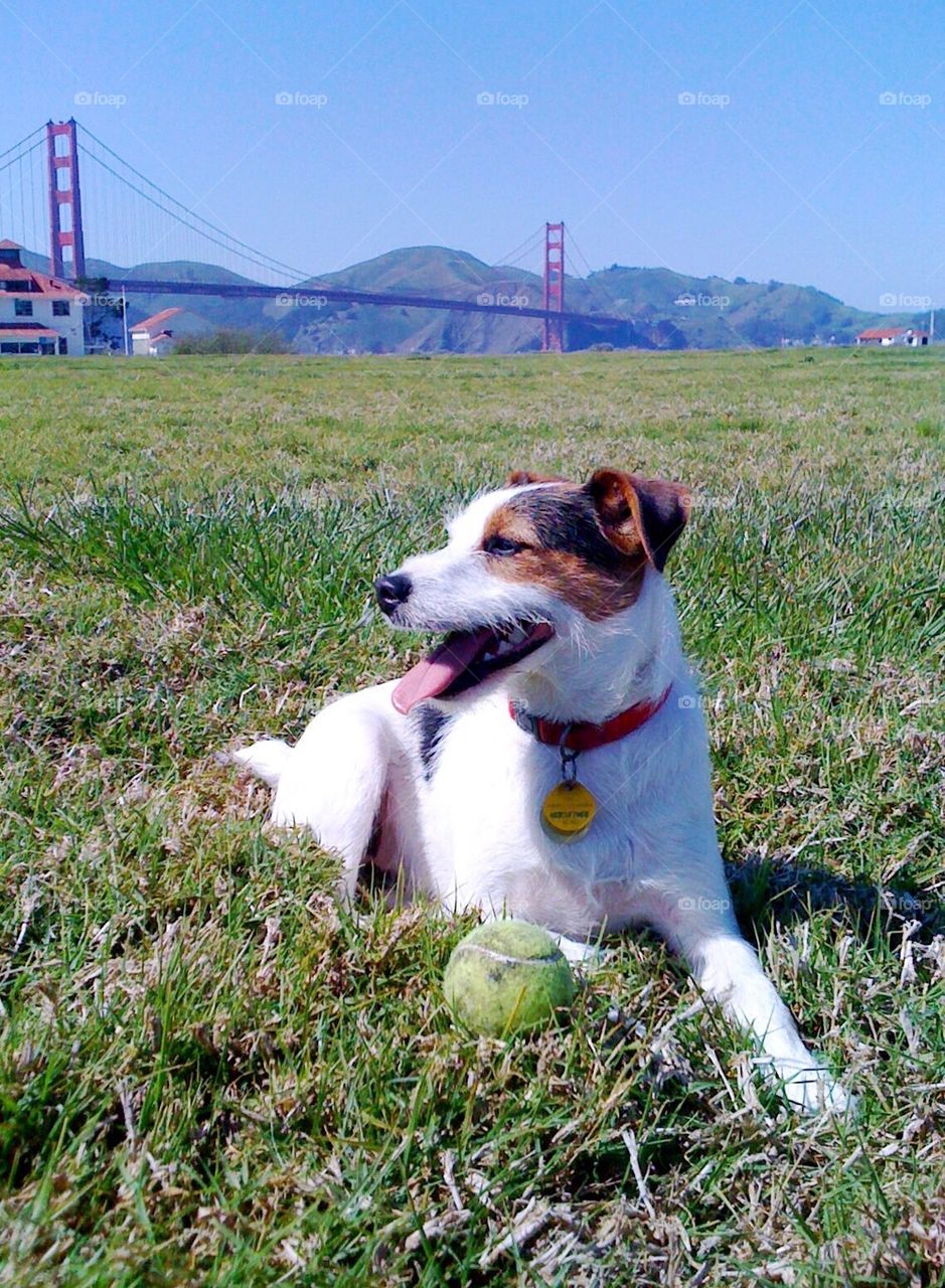 Golden Gate Bridge Dog