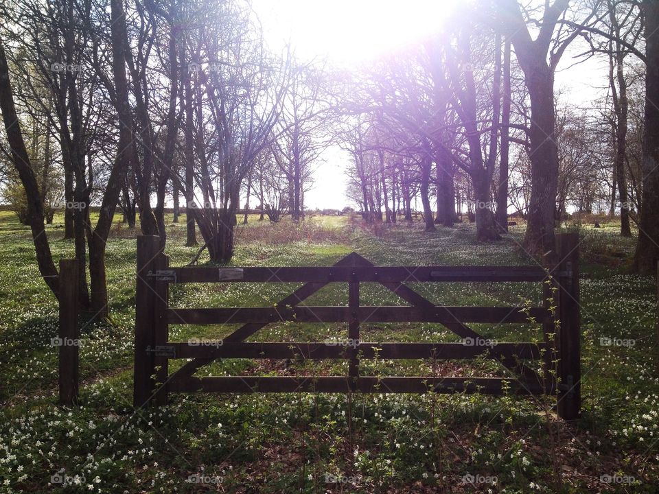 View of bare trees