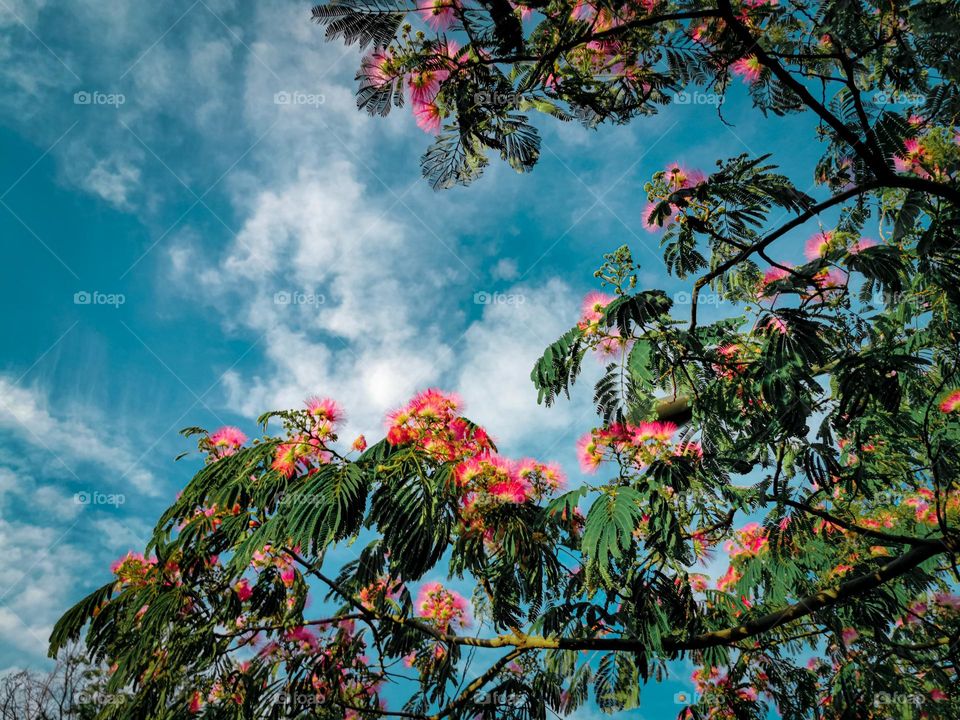 pink flowers against blue sky