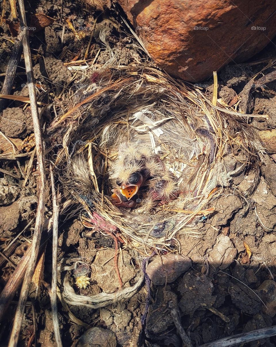 nestlings of ashy- crowned sparrow lark demanding for food