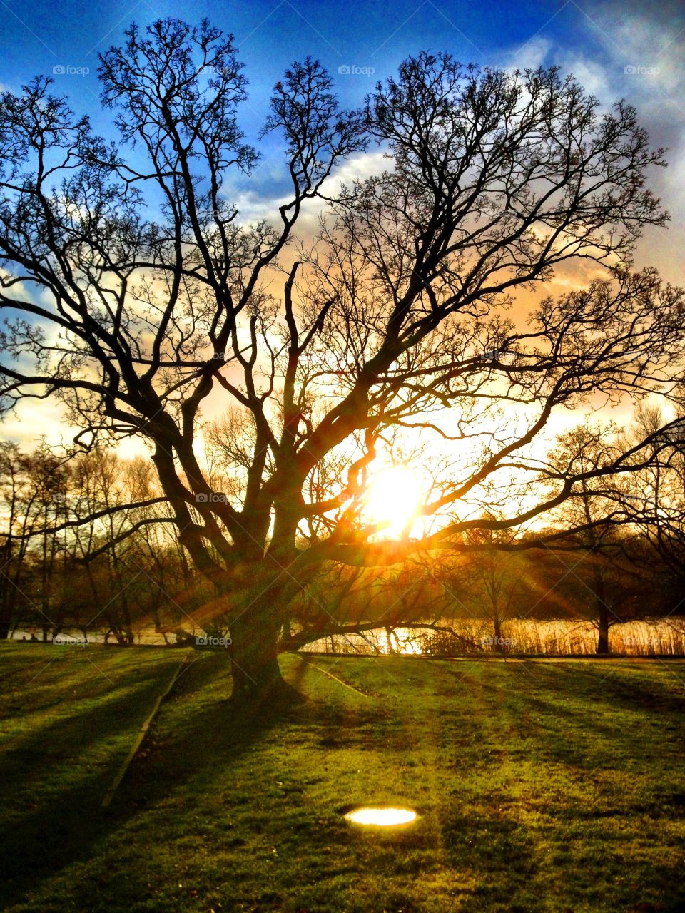 Silhouette of tree and sunset