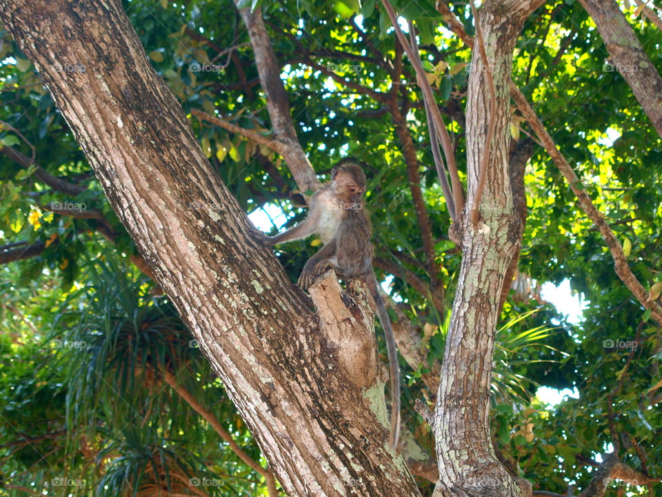 monkey is climbing up a green tree and looking on the floor. taken in a national park in Thailand.