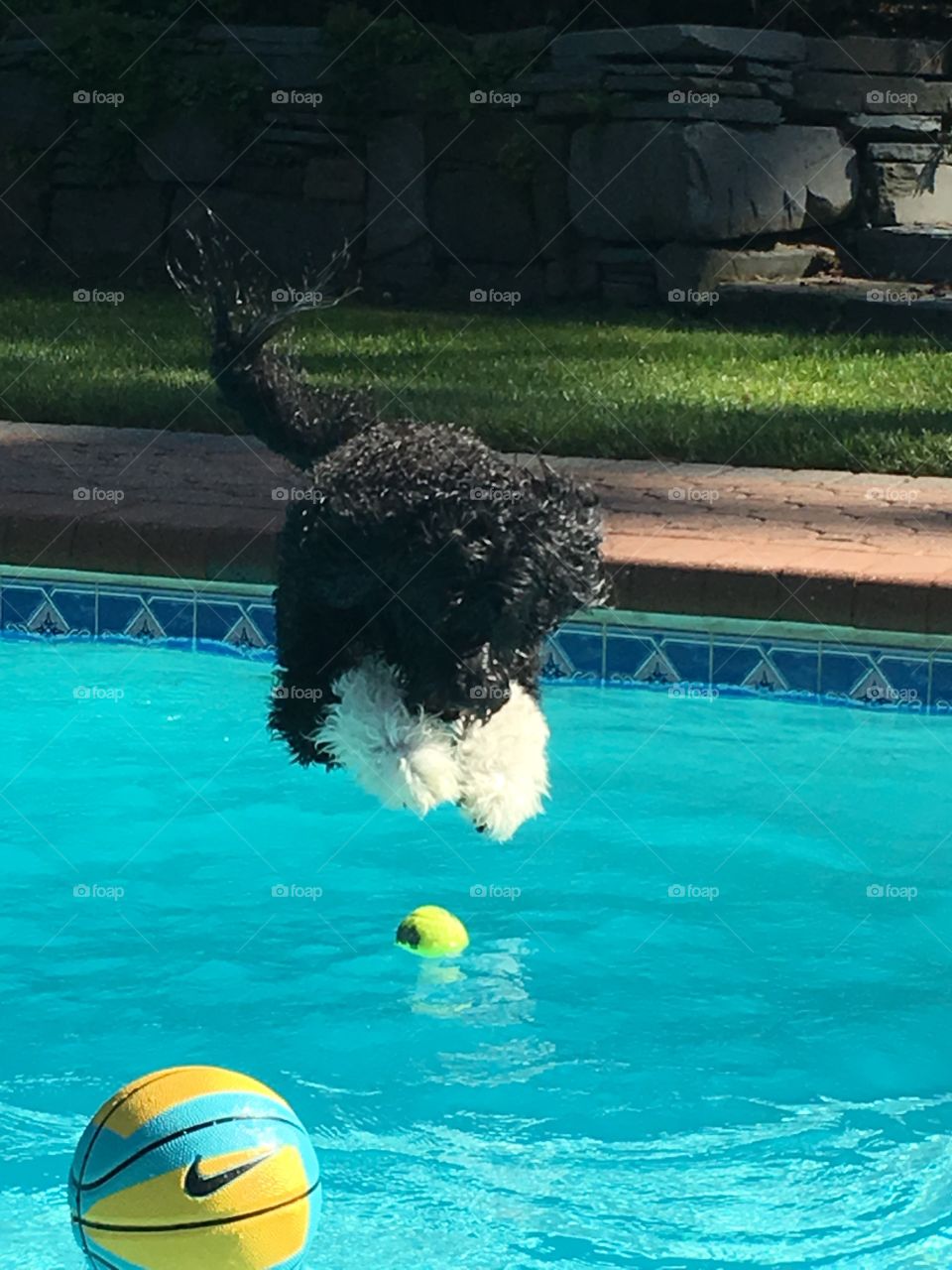 Portuguese water dog fetching ball and pull
