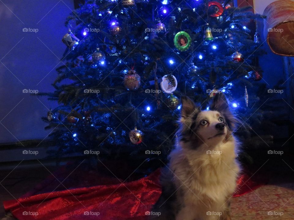 Blue Dog and Blue Tree