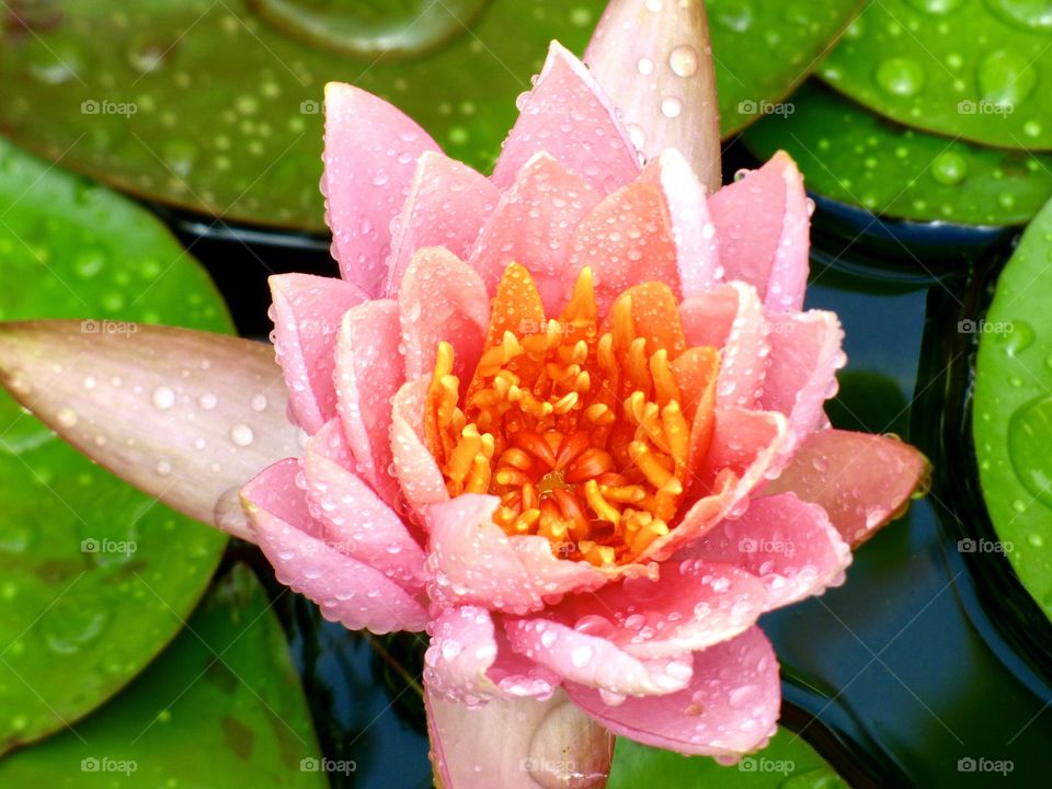 Pink lily in the pond 