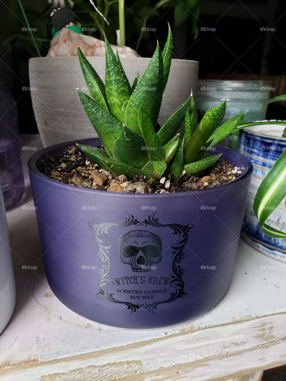 repurpose plant