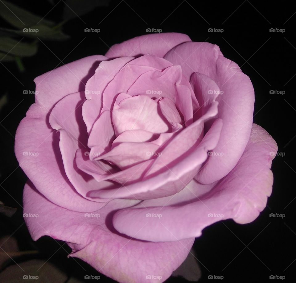 awesome pink rose