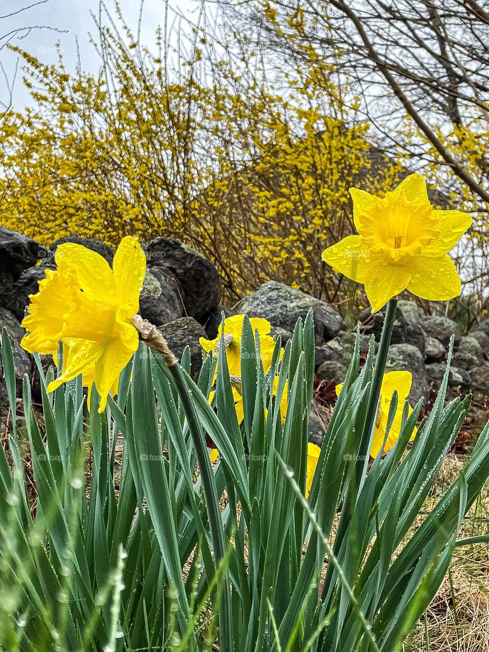 Daffodils and Forsythia are perhaps the best promise of Spring in Maine.