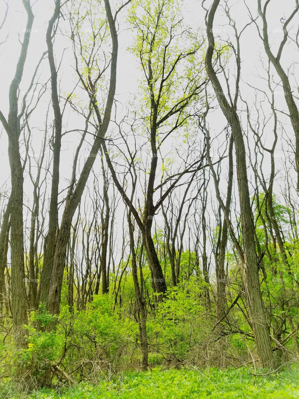 Wood, Nature, Tree, No Person, Landscape