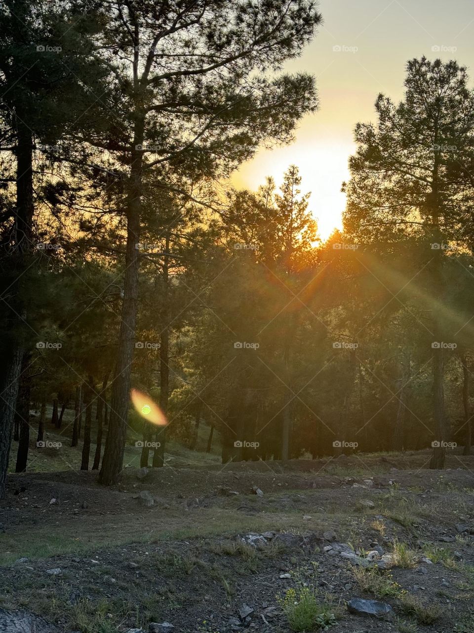 Beautiful sunset in the forest