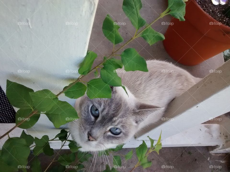 Tabby-Mix cat - Wolvie