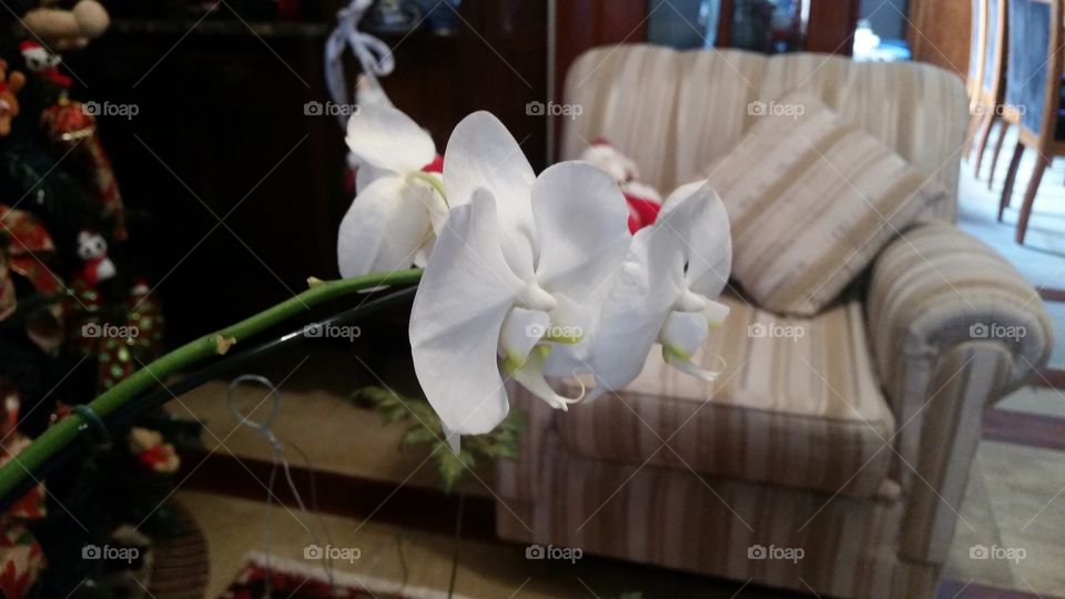Close up of flowers in home