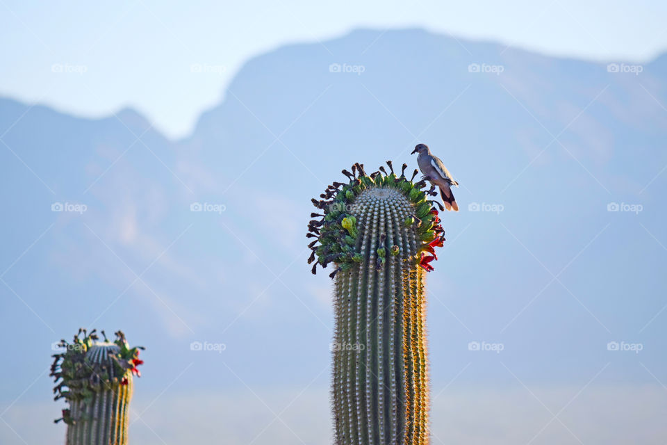 Sky, No Person, Buddha, Travel, Bird