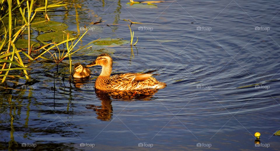 Duckling