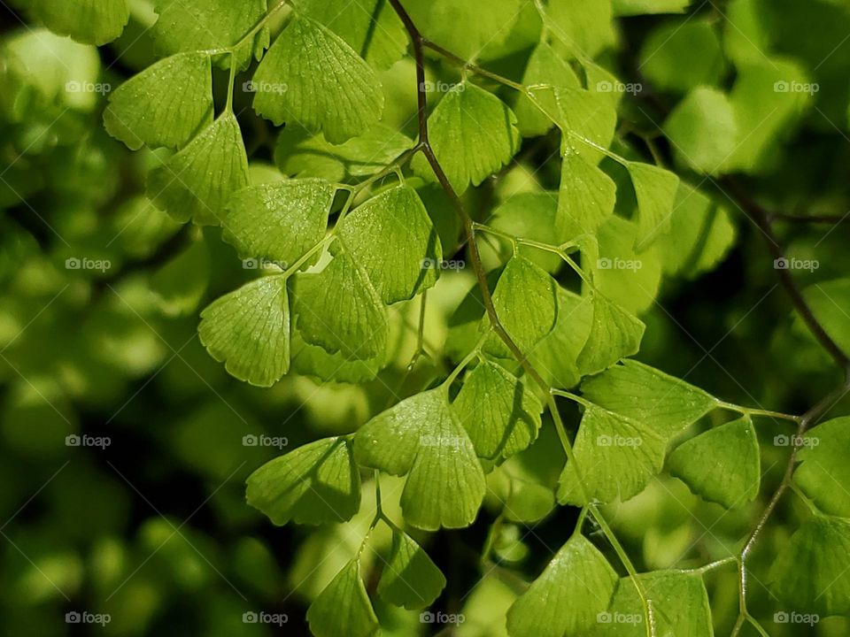 Look closely.  Geometry is everywhere, not just in man-made things but in nature too.  This lovely fern like plant has triangle shaped leaves.