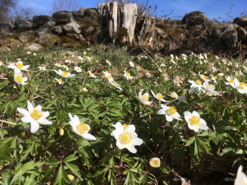 wood anemone