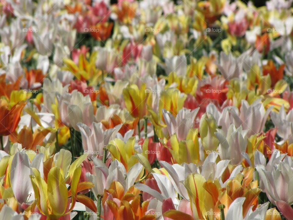 Tulips 