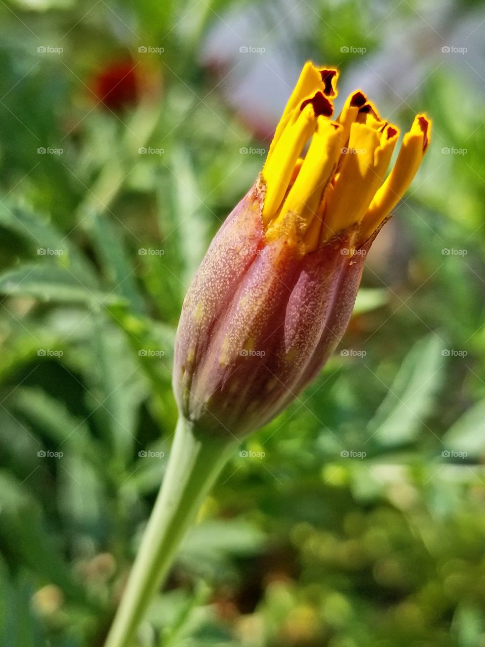 Flower about to bloom