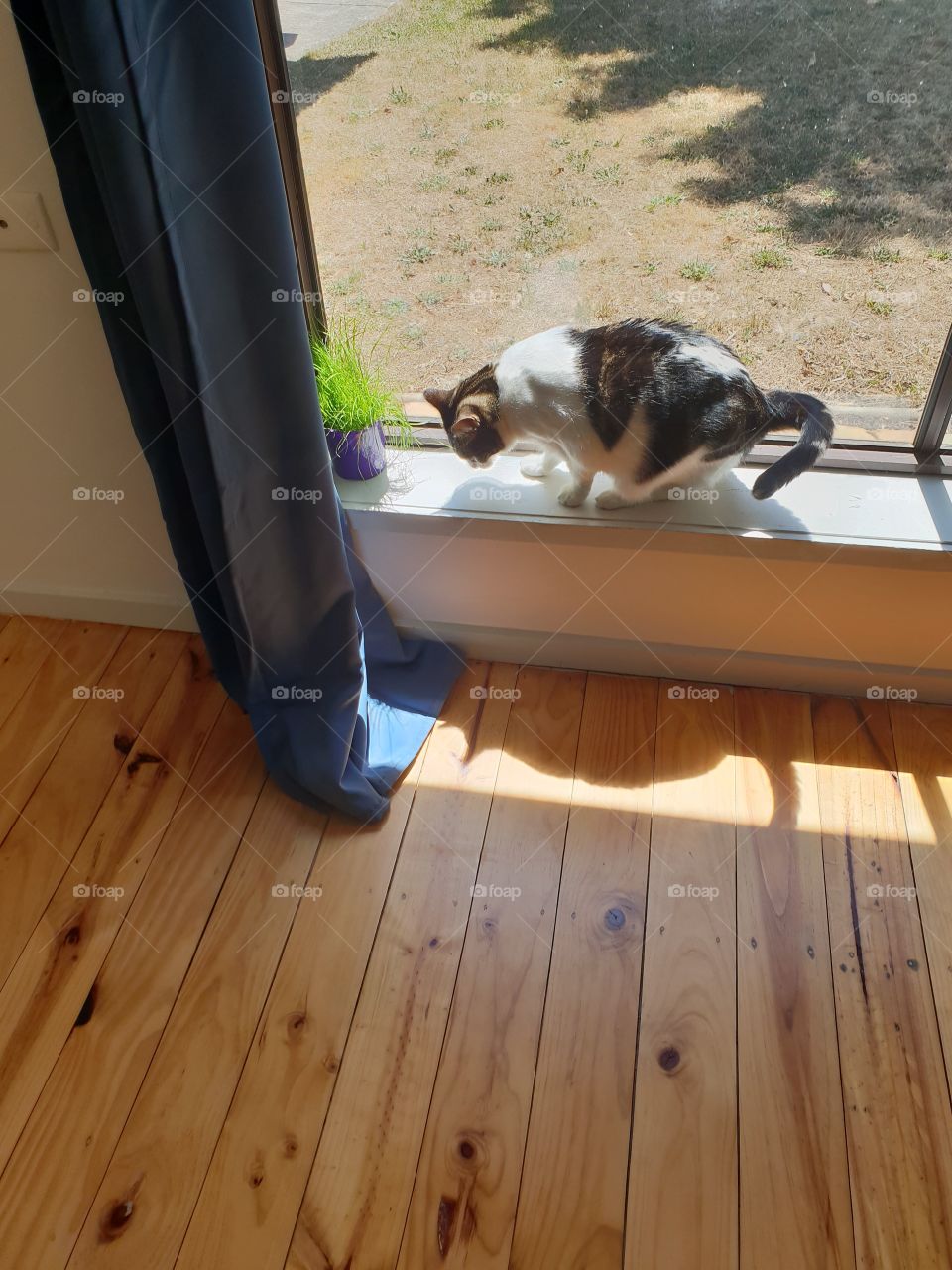 Cat's leisure time in the sun