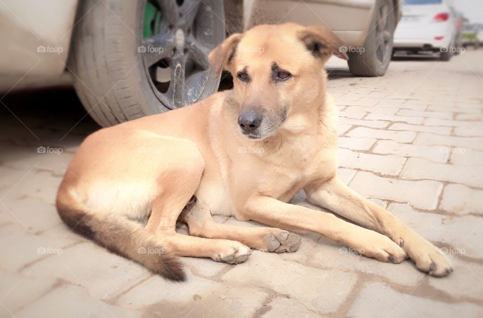 Dog sitting in the street waiting for prey