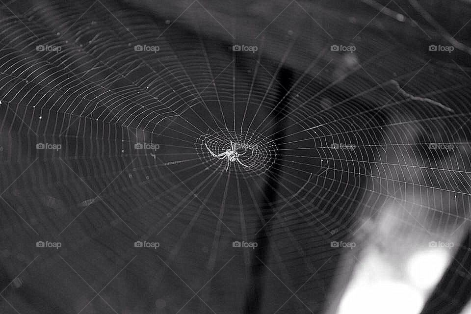 Spider web