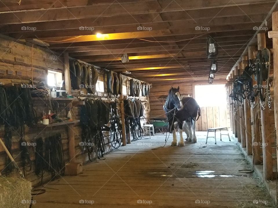 Horse in the barn