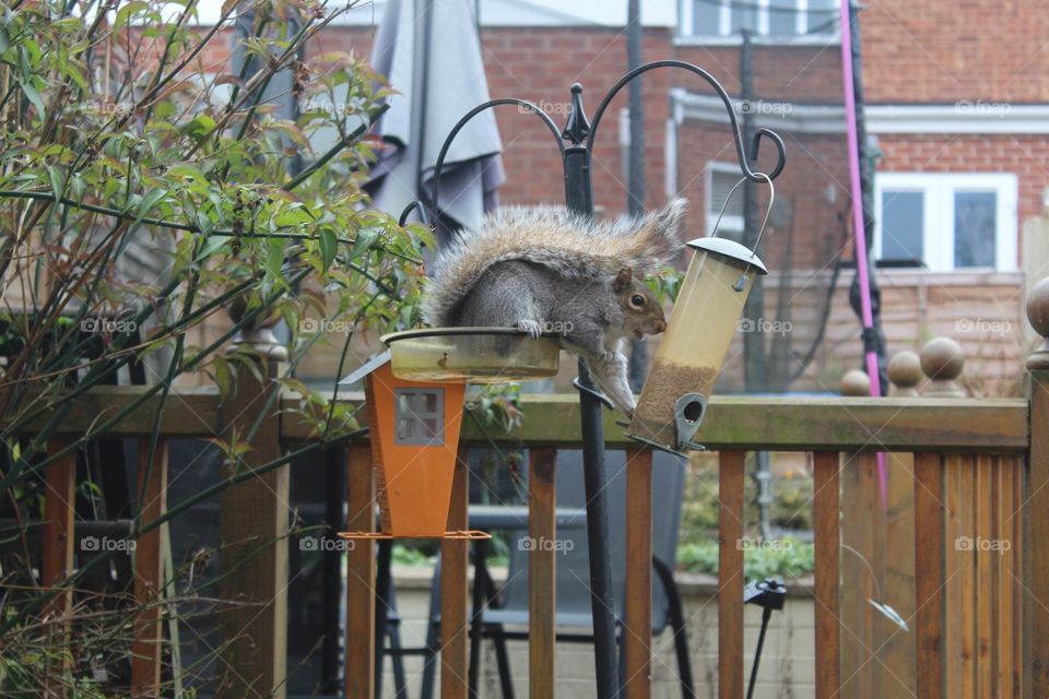 Grey squirrel caught red-pawed on bird feeder