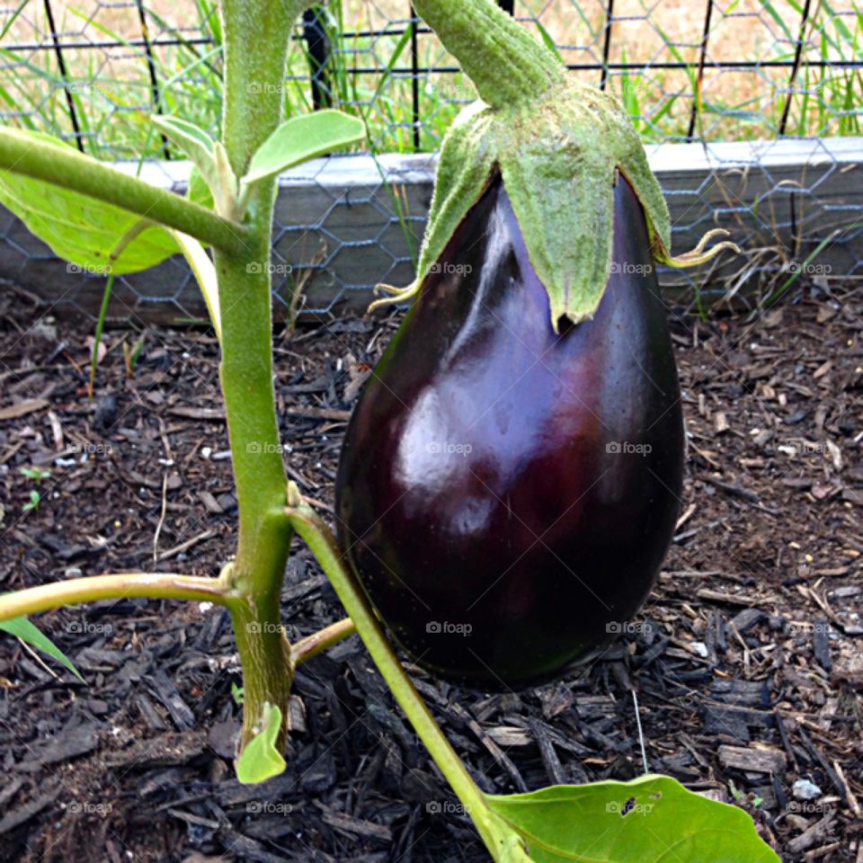 I love eggplants. Very easy to grow.