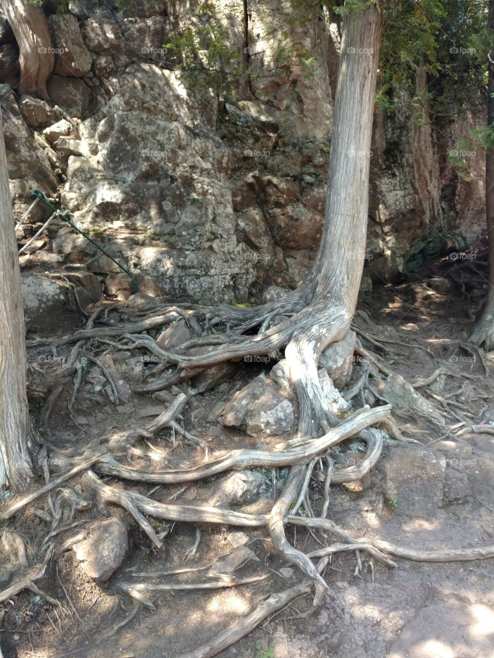 tree with washed away Roots Minnesota