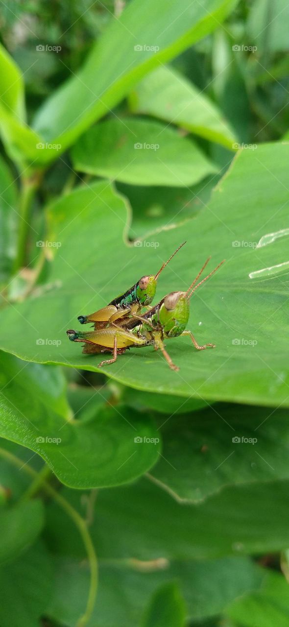 A grasshopper is making love on a green leaf