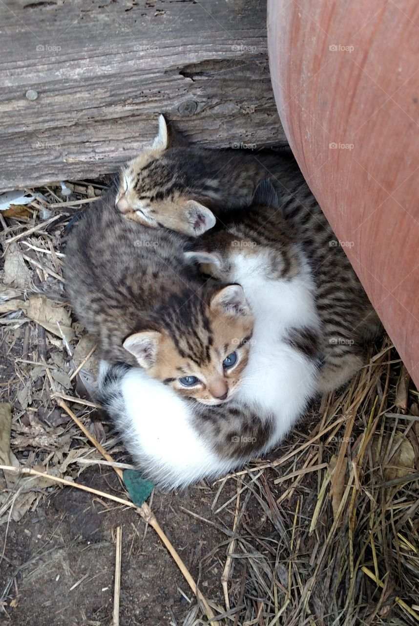 Kitten siblings resting by terra cotta pot