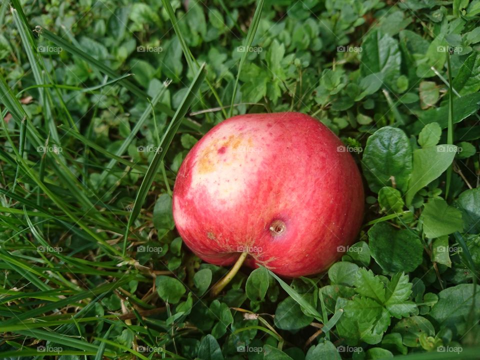 Apple in grass