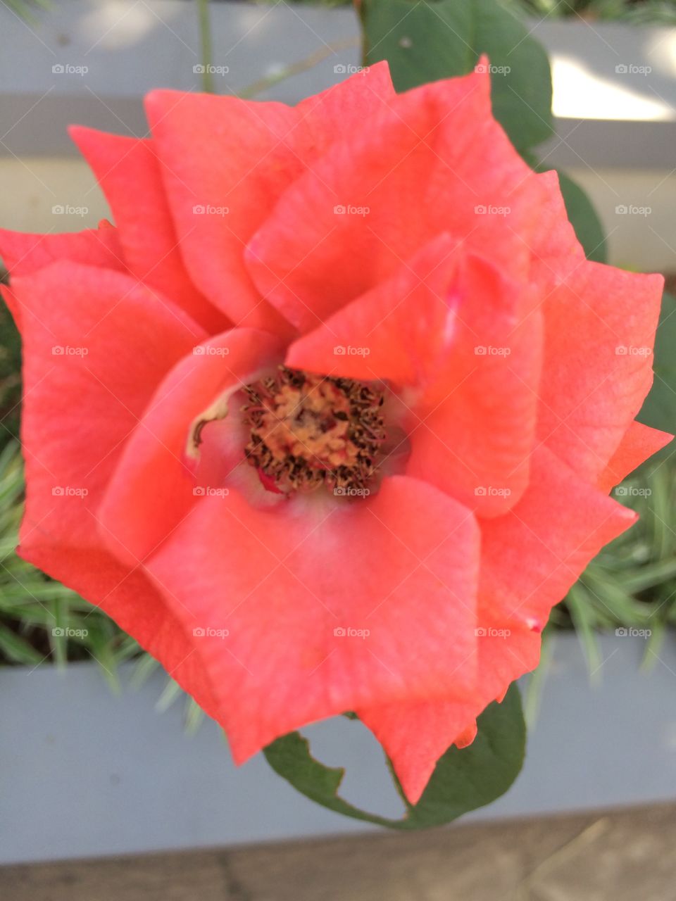 Bunga mawar merah ...