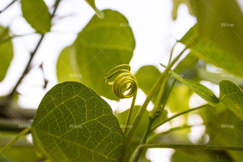 vine plant with swirl