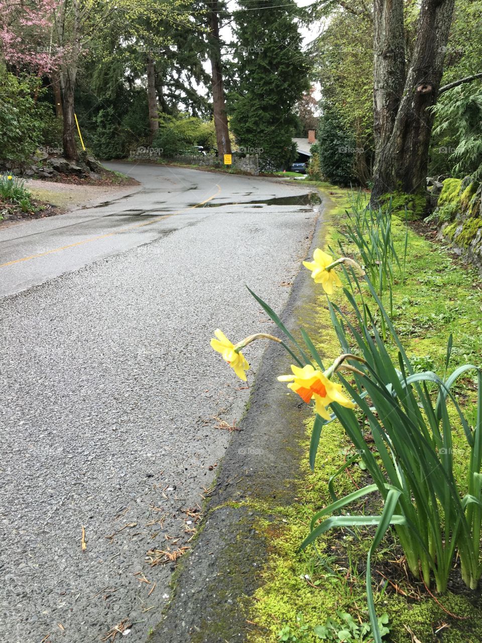 Daffodils by the road