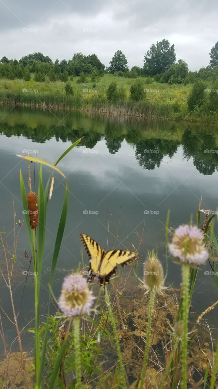 Butterfly enjoying the lake