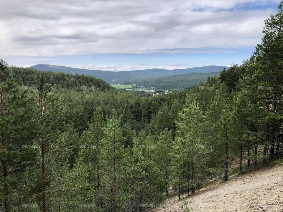 Evergreen forest in Norway