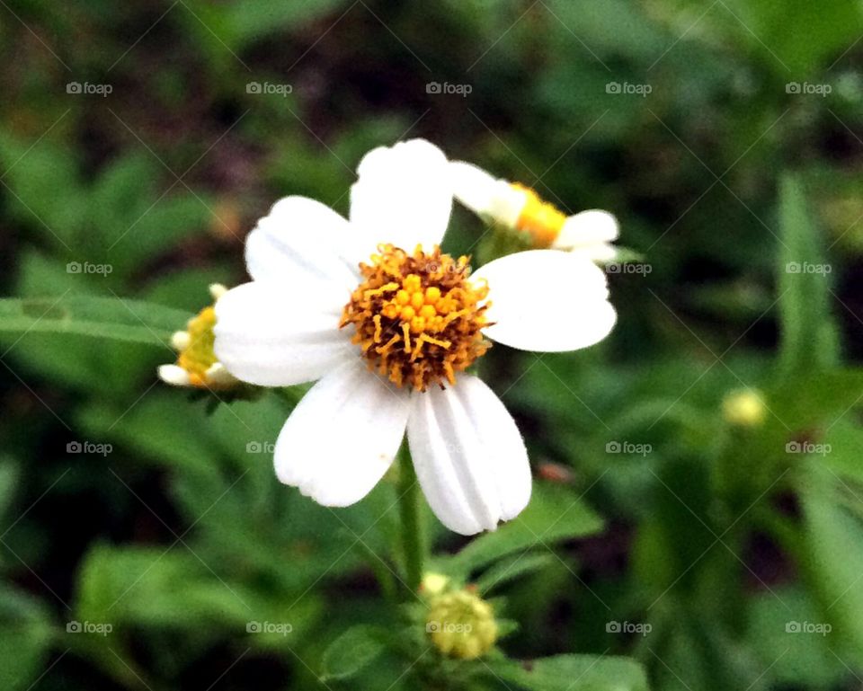 Summer beauty bloom