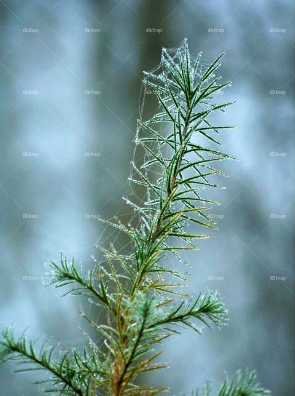 winter plants morning autumn by paula