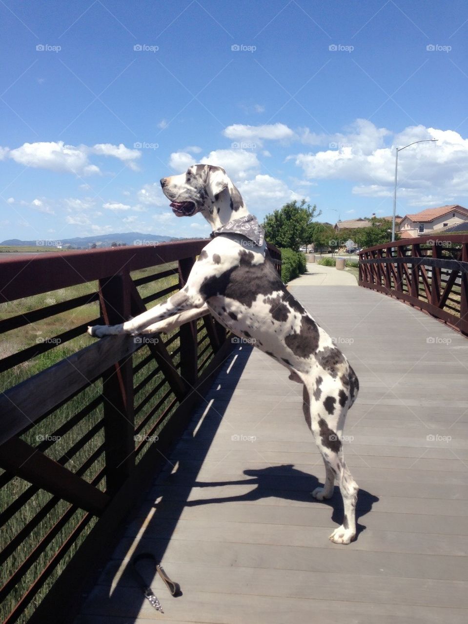 What a Great Dane view