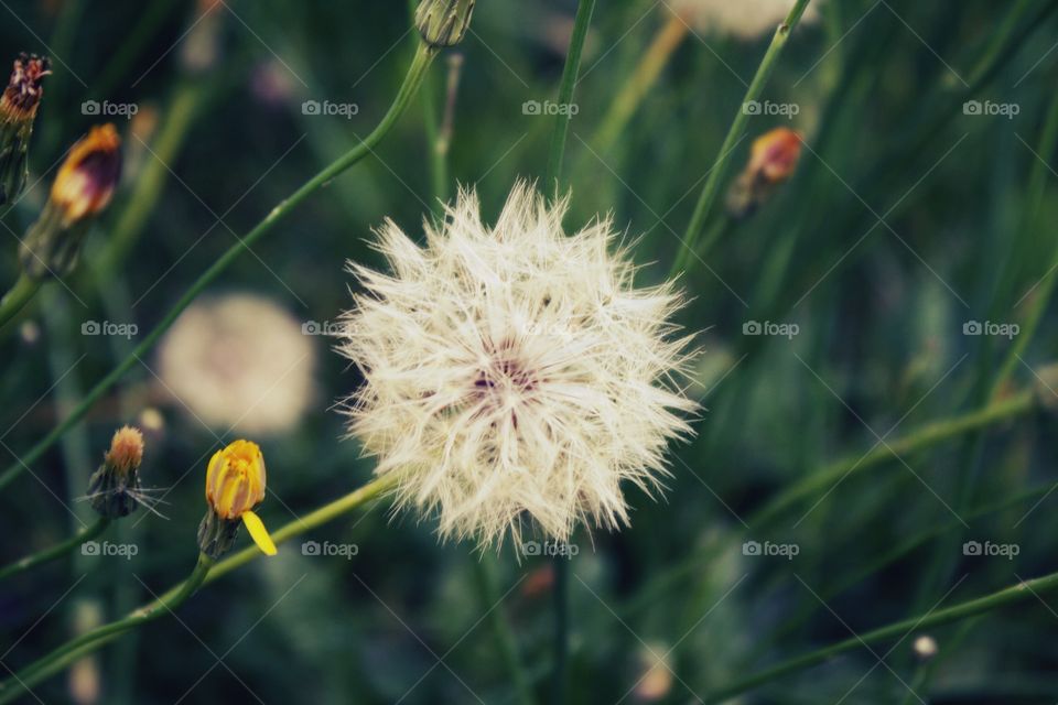 Flower, Nature, Flora, Grass, Summer