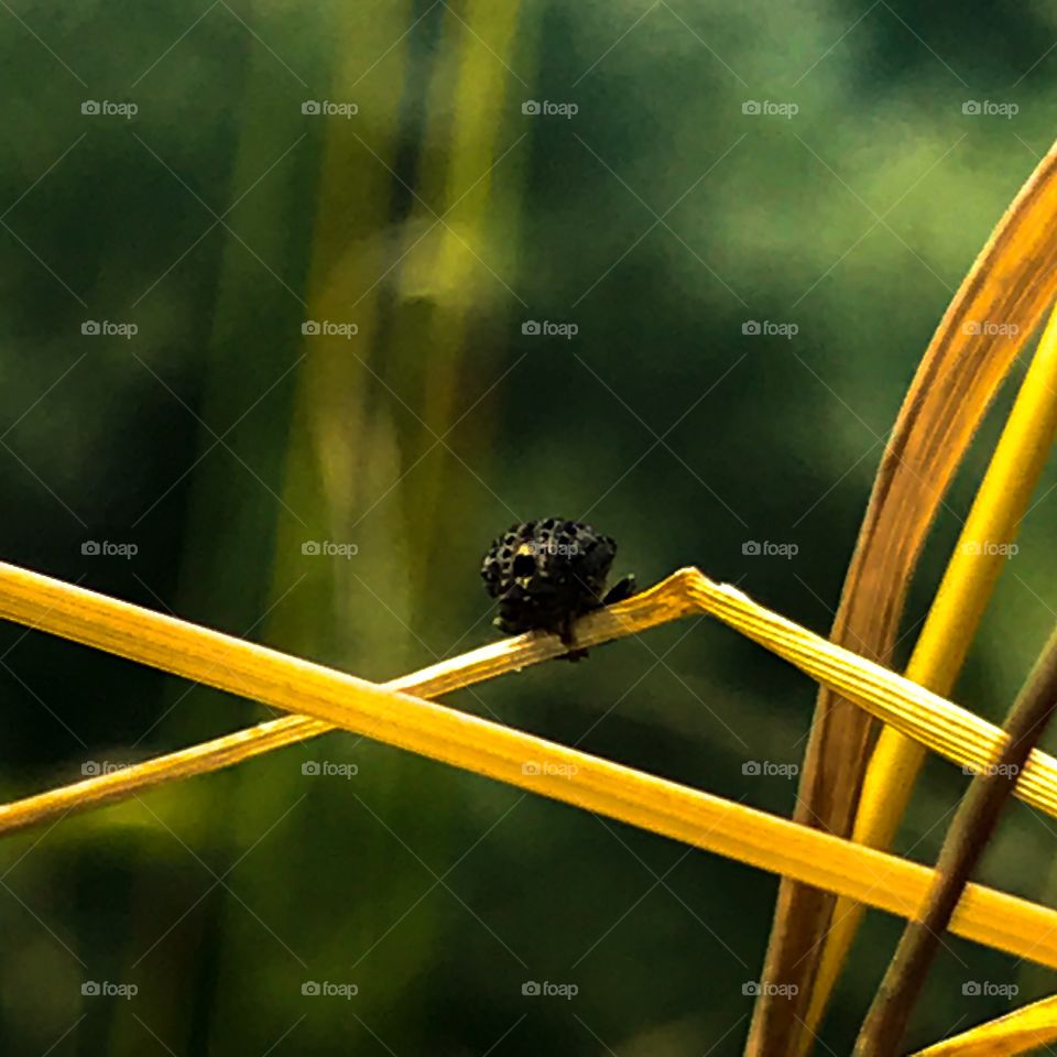 Bug on grass (close up).