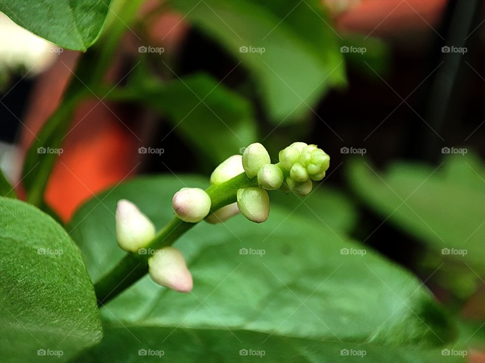 Macro image of a spinach bud
