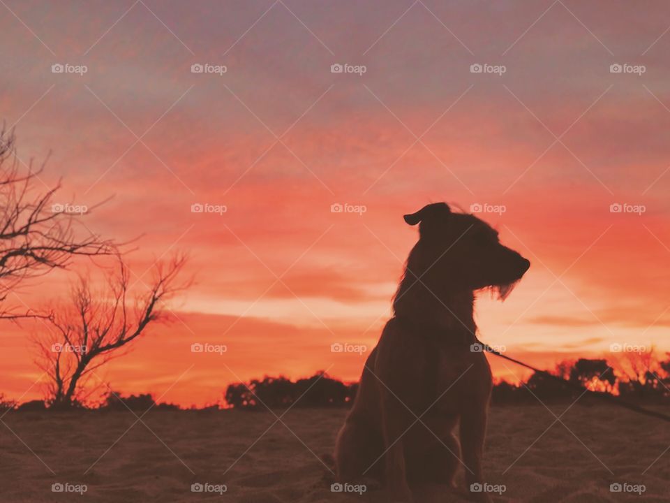 Dogs and Sunsets 