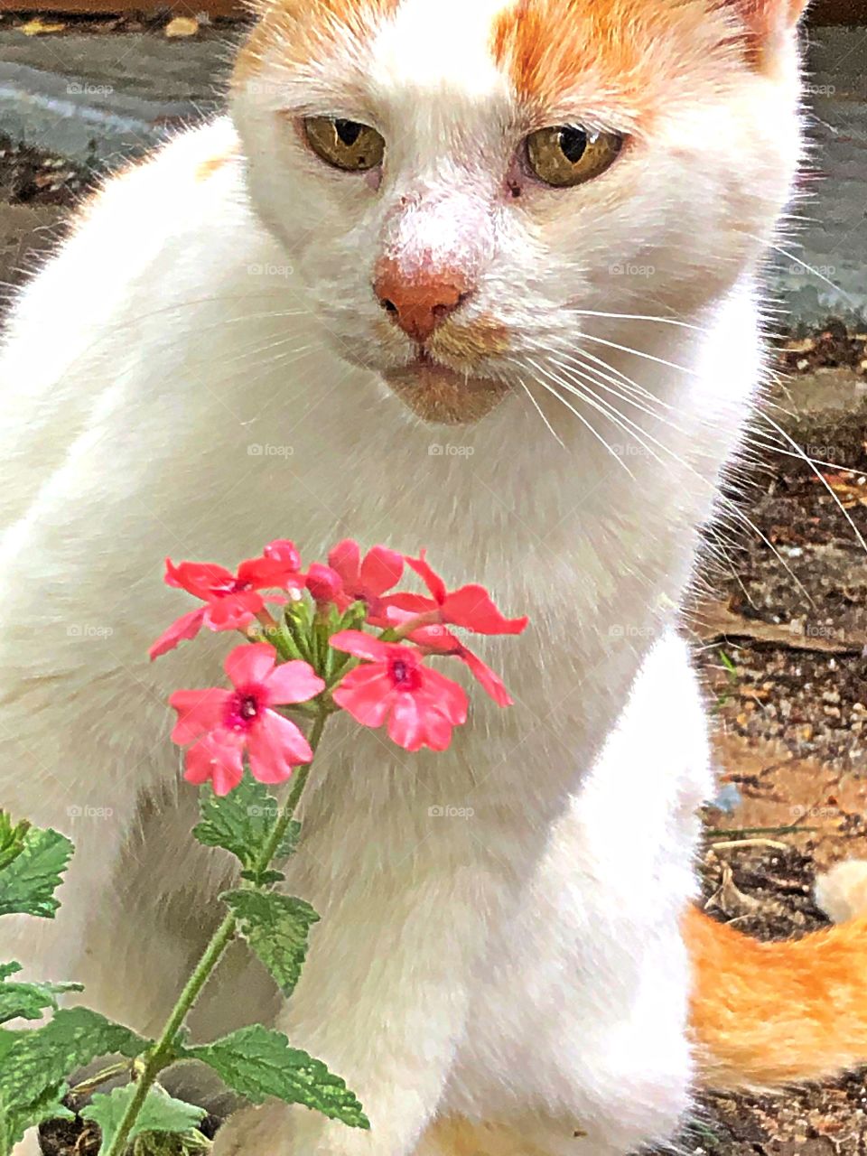 Enjoying summer flowers